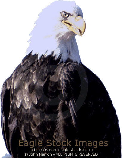 Bald Eagle picture photo image clip-art stock photography pictures photos images soaring